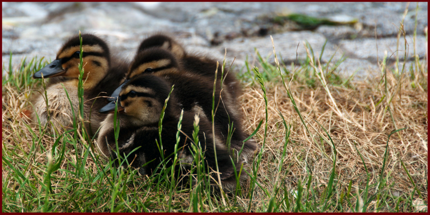 ducklings